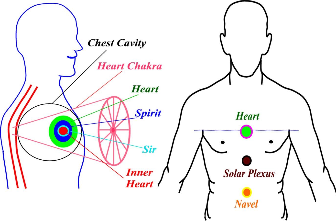 What Is Our Heart Padmacahaya The heart is one of the most vital and delicate organs in the body. what is our heart padmacahaya